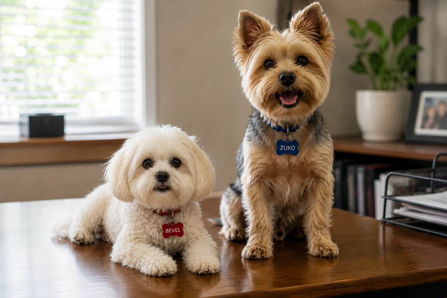 Pet Insurance in Mississippi